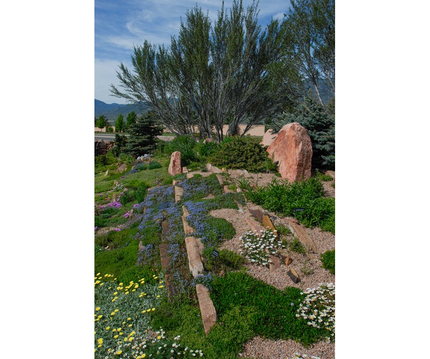 Curl-leaf Mountain Mahogany